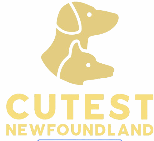 CUTEST NEWFOUNDLAND