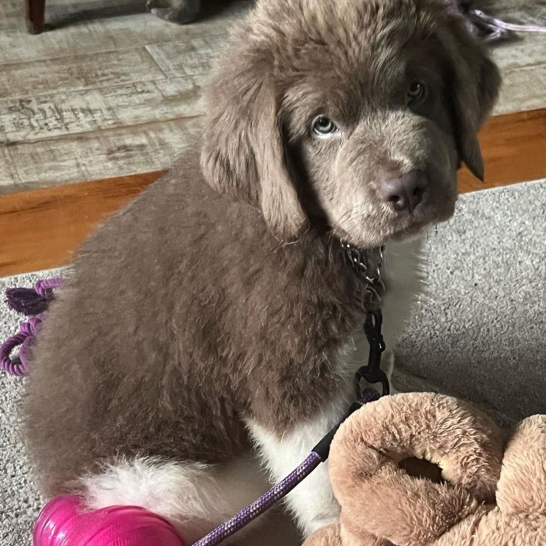 audrey_the_newfie-___2903994078522532959_41526009283___--2